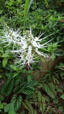 Ortopedi aristokratı ya da kedi bıyığı çiçek bitkisinin güzelliği. Bu bitki birçok faydası ve kullanımı olan bitkisel bitkilerden biridir.