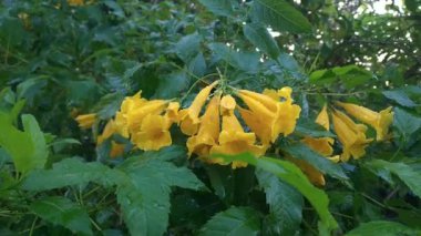 Tecoma stans veya yaygın adları Sarı Trompet Çanları, Sarı Çanlar, Sarı Yaşlılar, Ginger Thomas, Endonezya 'da Bignoniaceae familyasından bir bitki türüdür.