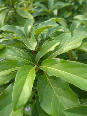 Avokado bitkisi tohumu (İngilizce: Avokado tohum in polybags), bu bitki timsah armudu ya da avokado armudu (Persea americana) olarak da bilinir, defne familyasından (Lauraceae) ve persea cinsinden bir ağaçtır.