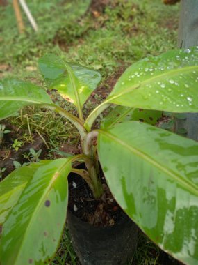 Muz tohumları saksılarda çok verimlidir.