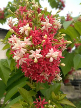 Combretum indicum veya Çin hanımeli, Endonezya 'da Ceguk çiçek bitkisi veya Hollanda yasemin çiçeği olarak adlandırılan Combretaceae familyasından bir bitki türüdür.