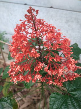 Rahibin Güzelliği paniklemesi ya da Pagoda çiçek bitkisi. Clerodendrum familyasından Lamiaceae familyasından bir bitki türü.