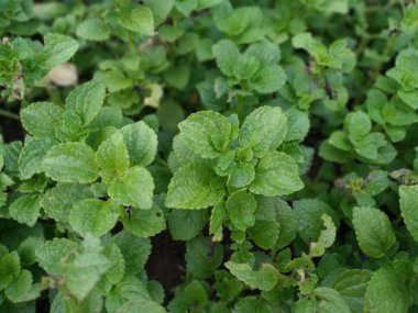 Coleus rotundifolius veya Plectransthus rotundifolius ve Lamiaceae familyasından bir tür.