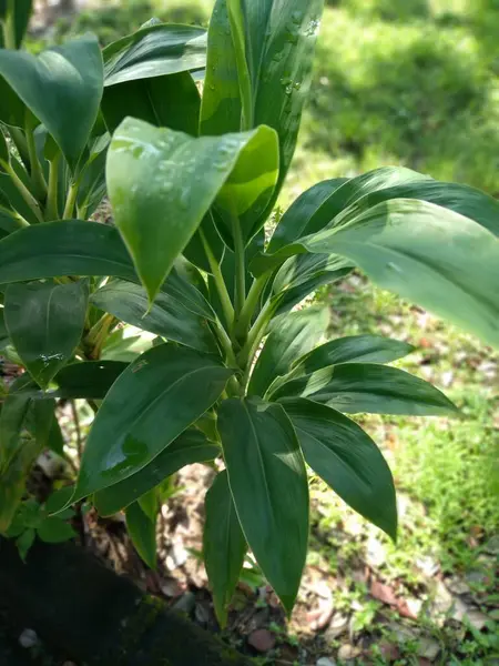 Cordyline fruticosa yeşili, Cordyline familyasından bir bitki türü. Bu bitki Ti bitkisi, palmiye zambağı, lahana palmiyesi, hanjuang, and ong Hijau gibi çeşitli yaygın isimlerle bilinir.