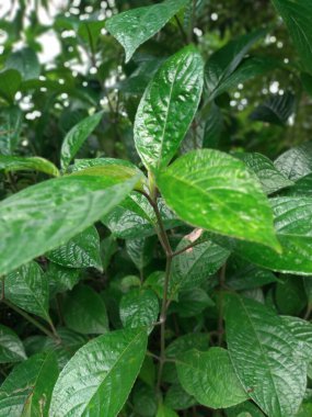 Bitki bitkisinin yeşil yapraklarını kapatın Strobilanthes crispa. Keji dövmesi, Pecah dövmesi, Keca dövmesi ya da Pokok pekah dövmesi olarak da bilinir.