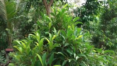 African banyan tree or Ficus obliqua. African banyan bonsai in a pot