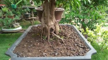 African banyan tree or Ficus obliqua. African banyan bonsai in a pot