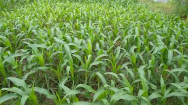Young corn plantations are growing well in the fields
