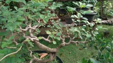 Vitex trifolia or beach shrub tree is a plant of the Lamiaceae family from the genus Vitex. Bonsai vitex trifolia in pot, Bonsai tree