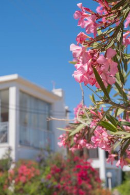 Canlı pembe çiçekler çağdaş beyaz bir eve karşı dururlar. Açık mavi gökyüzü güneşli bir öğleden sonra güzel bir mahallede sakin bir zemin oluşturur..