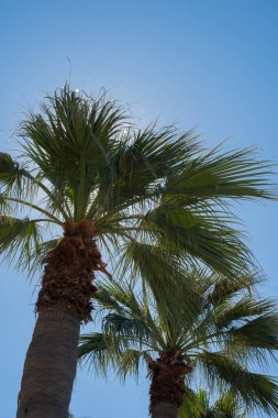 Parlak güneşin altında sallanan palmiye ağaçları.
