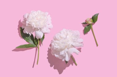 Üç şakayık yumuşak pembe bir arka planda zarif bir şekilde sergileniyor, beyaz yapraklarını ve gür yeşil yapraklarını renklendiriyorlar. Çiçekler farklı boyutlarda ve tek bir tomurcukla düzenlenir..