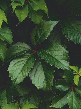 Doğanın güzel detayları. Taze yeşil yaprağın üzerine sabah çiği düşer. Yaz doğası arka planı