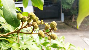 Ağaç dallarında çok sayıda küçük yeşil longan tohumu var..