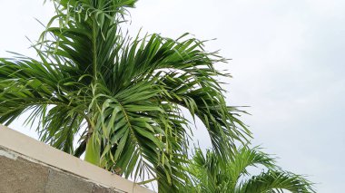 Çeşitli bereketli palmiye ağaçları.