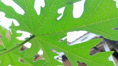 Aşağıdan görünen papaya yaprağını kapat