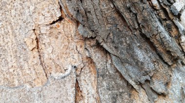 Yıpranmış ağaç arkaplanı kaba kabuk dokusuyla.