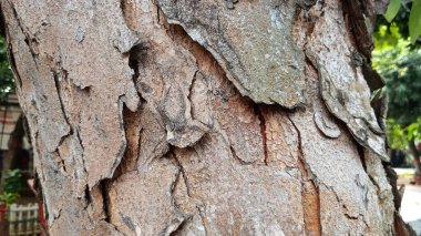 Kaba, katmanlı ağaç kabuğu desenli bir ağaç..