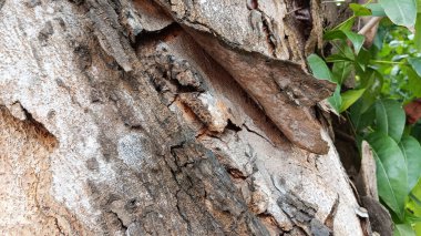 Yıpranmış bir ağacın, kabuk dokusunun ve yabani otların ayrıntıları..