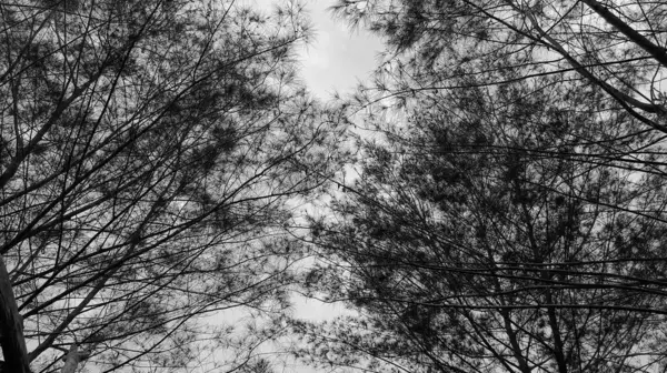 Gökyüzünün ortasında dalları olan büyük bir ağaç, siyah ve beyaz bir fotoğraftır..