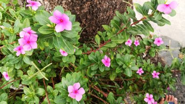 Periwinkle çiçekleri yol kenarında..