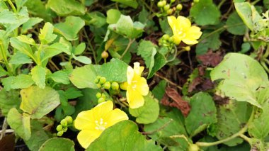 Bahçede bol bol yetişen Merremia hederacea çiçekleri..