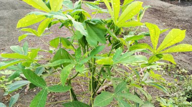 Cassava bitkileri bahçede iyi yetişir..