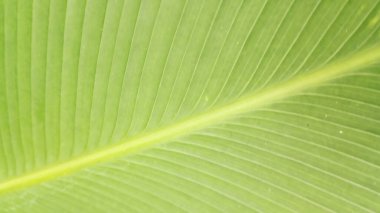 Süslü muz yapraklarının 3 boyutlu dokusu.