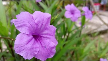 Bilimsel adı Ruellia angustifolia olan altın mor çiçekler.