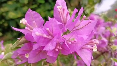 Sokak tencerelerinde kağıt çiçekler.