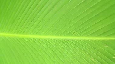 Süslü muz yaprağının arka plan dokusu açık yeşildir..