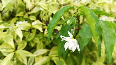 Prenses Küpeleri ya da Wrightia Dinleri, Endonezya 'da Su Yasemin ya da Orman Yasemin olarak da bilinir..