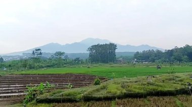 Sabah dağın altında pirinç tarlaları.