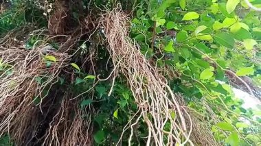 Asılı kökleri ve yeşil yapraklarından görülebilen bir Banyan Ağacı 'nın (Ficus benjamina) parçası.