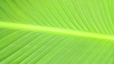 Yeşil süslemeli muz yaprağı arkaplan dokusu.