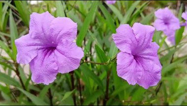 Bir çift Purple Kencana Çiçeği ya da Ruellia ya da Wild Petunia olarak da bilinir.