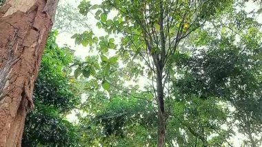 Ormandaki ağaçlar meşe ağaçlarıdır (Tectona grandis Linn. F) veya arp ağaçları (Sandoricum koetjape))