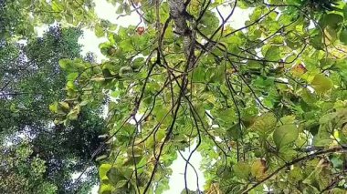 Stereospermum tetragonum ağacının altından bak, diğer adıyla sarı yılan ağacı.