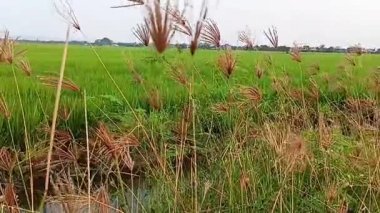 Pirinç tarlasının kenarındaki kıllı yel değirmeni çimenleri
