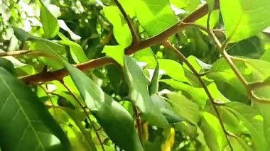 Yemyeşil yapraklar hala yeşil.