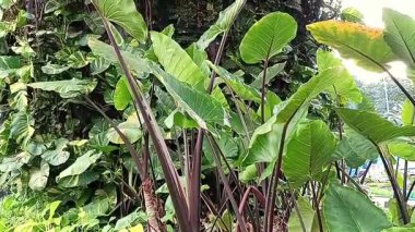 Cyrtosperma merkusii, ayrıca dev bataklık taro veya kimpul olarak da bilinir.