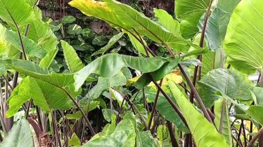 Büyük Bira veya Sente, bilimsel olarak Alocasia makro-hizos olarak bilinir.