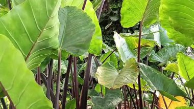 Kimpul bitkisi, Belitung taro ya da Bentul olarak da bilinir.