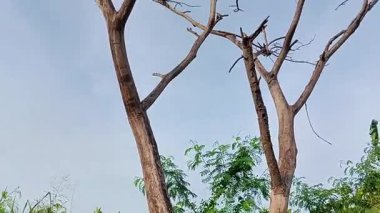 Dalları olmayan bir ağaç.