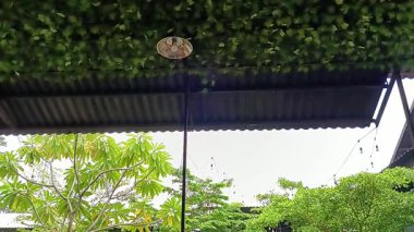 Çatının altındaki, teras, kafe ya da yarı açık hava restoranındaki görüş açısına bak.