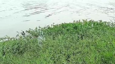 Nehir manzarası bulanık su ve yeşil bitki örtüsü kıyılarda büyüyor.