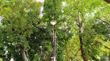 Ortasında lamba olan yemyeşil bir söğüt ağacı.