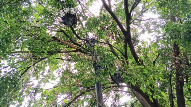 Yemyeşil ağaçlar ve sokak lambaları ortada.