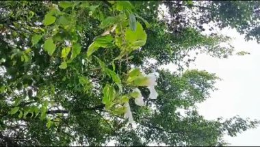Bauhinia ağacı, büyük ihtimalle Bauhinia çeşidi ya da Bauhinia forficata.