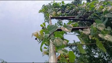 Bahçe direklerinin etrafındaki bitkilere tırmanıyorlar.